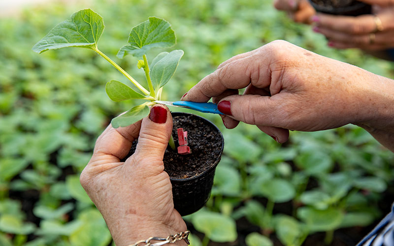 Growing methods - the internal nursery