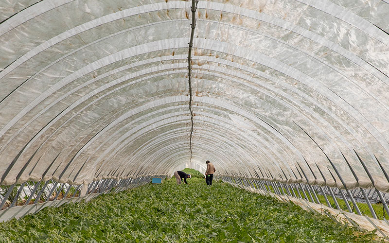 Greenhouses where plants always find a controlled environment. Farmers working handly in greenhouse