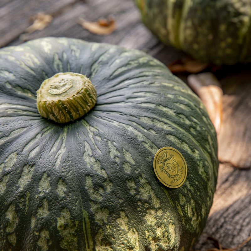 The fruits of Count Guarienti: pumpkins.