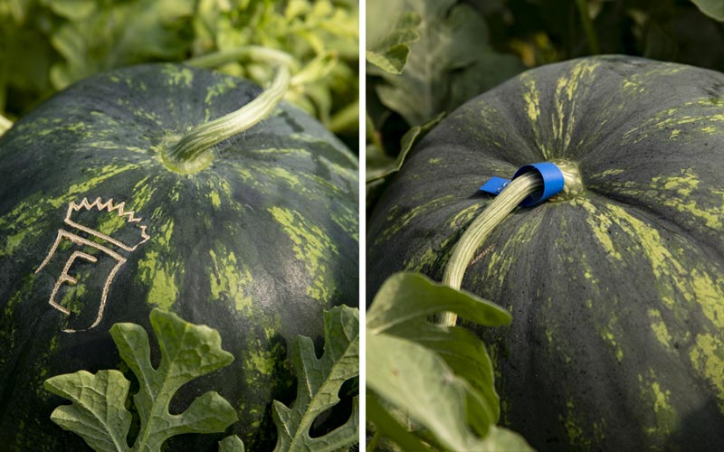 Watermelons: the marking on the skin and coloured ribbons are methods which permit harvesting only at perfect ripe